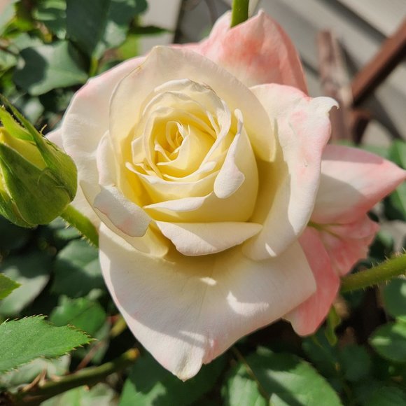 Meet your Posher, Anna - Picture 1 of 1